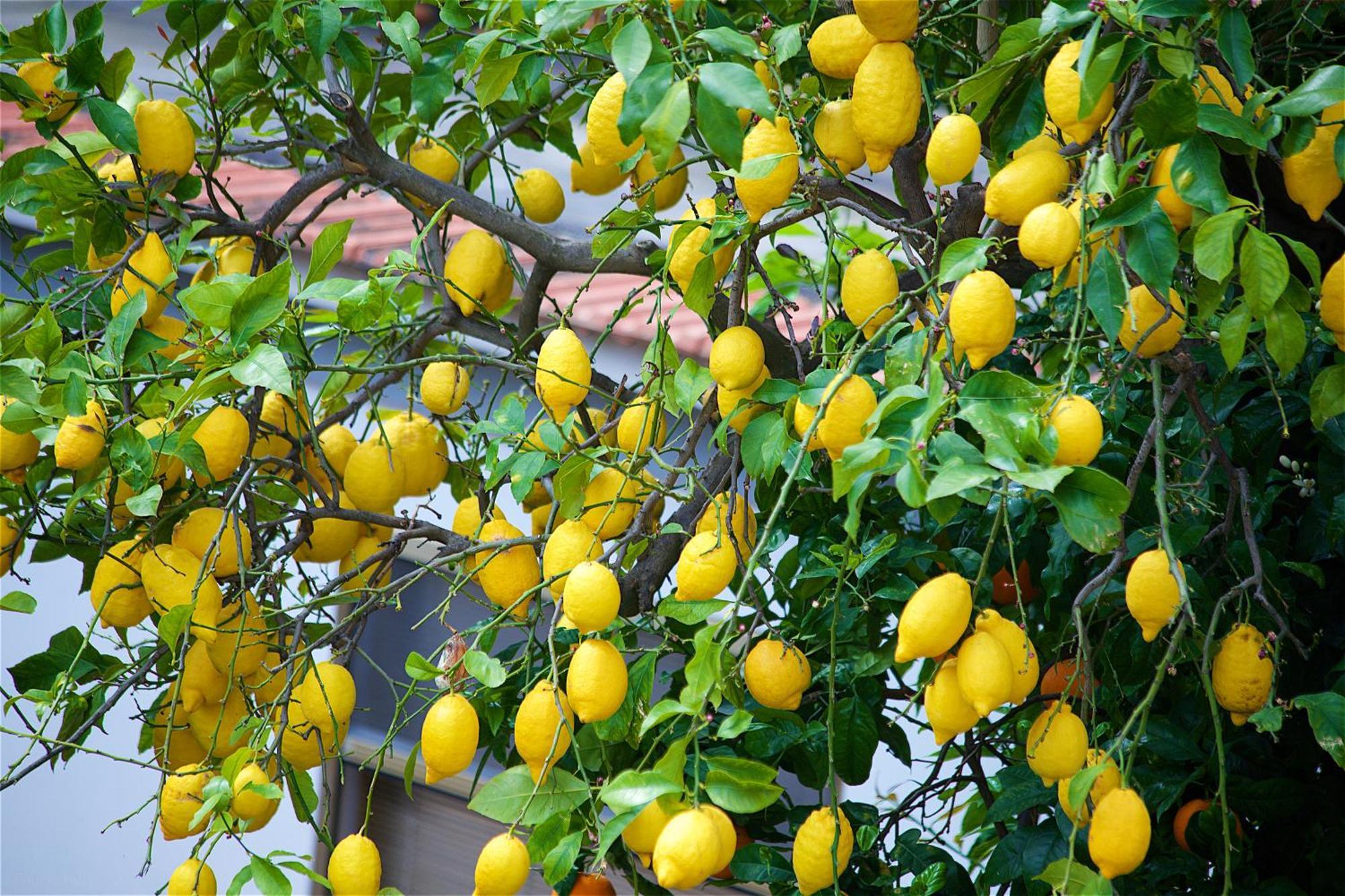 Bed and Breakfast Il Giardino Segreto Sorrent Exterior foto